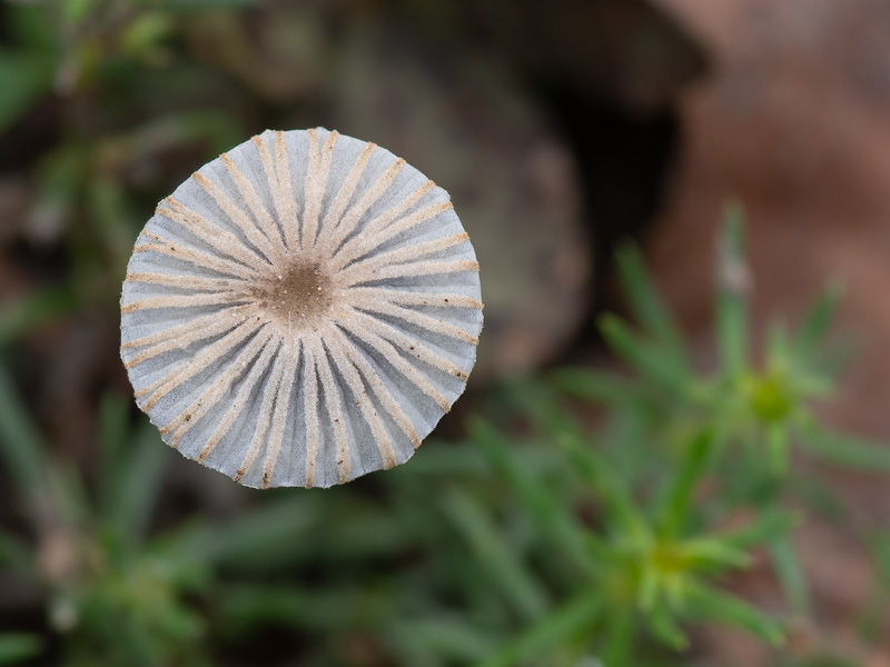 Coprinellus singularis